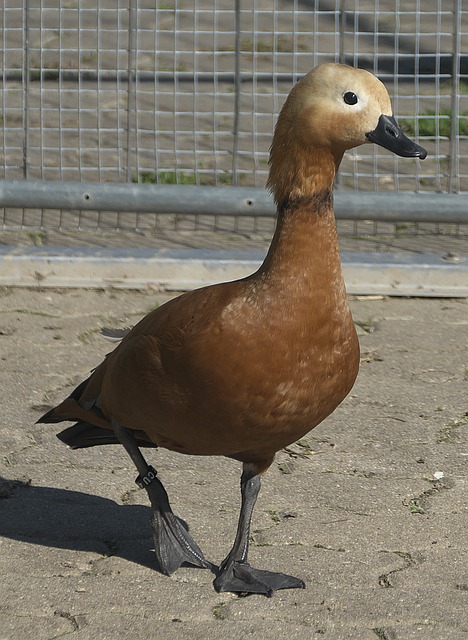 仅是意外