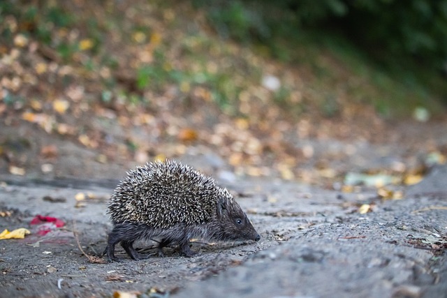 還是小久保 還是小久保