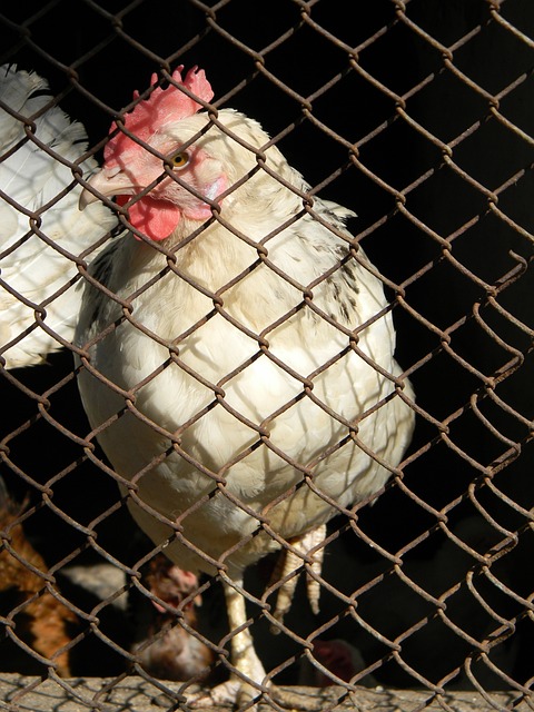 遵循规则的 遵循规则的